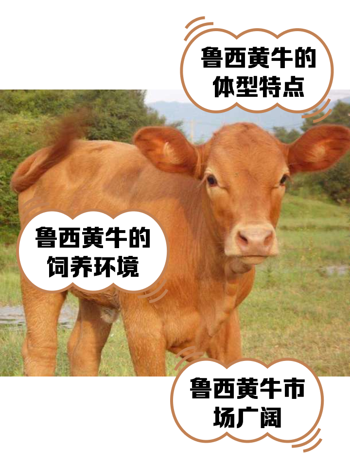 沈阳最新医保取现黄牛方法分析(最方便真实的沈阳医保取现黄牛怎么取方法)